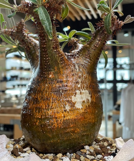 パキポディウム グラキリス　Pachypodium gracilius 　発根済　(gk-604) (鉢：LAVOR Ssize)