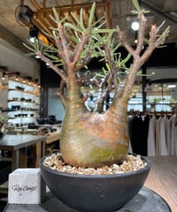 パキポディウム グラキリス　Pachypodium gracilius 　発根済　(gk-576)