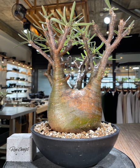 パキポディウム グラキリス　Pachypodium gracilius 　発根済　(gk-576)