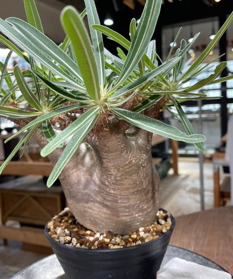 パキポディウム グラキリス　Pachypodium gracilius 　発根済　(gk-568)