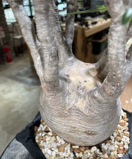 パキポディウム グラキリス　Pachypodium gracilius 　発根済　(gk-593)（鉢:LAVOR SMsize）