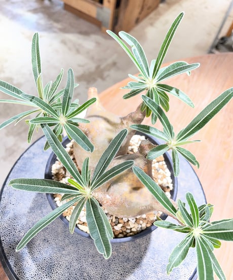 パキポディウム グラキリス 2頭　Pachypodium gracilius 　発根済　(gk-596)