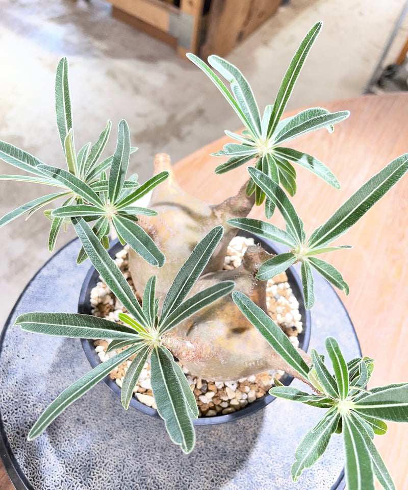 パキポディウム グラキリス 2頭 Pachypodium gracilius 発根済 (gk