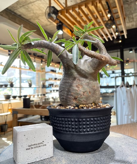 パキポディウム グラキリス　Pachypodium gracilius 　発根済　(gk-586)