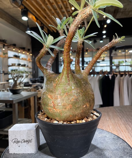 パキポディウム グラキリス　Pachypodium gracilius 　発根済　(gk-575)