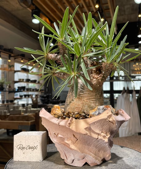 パキポディウム グラキリス　Pachypodium gracilius 　発根済　(gk-577) (鉢：LAVOR SMsize)
