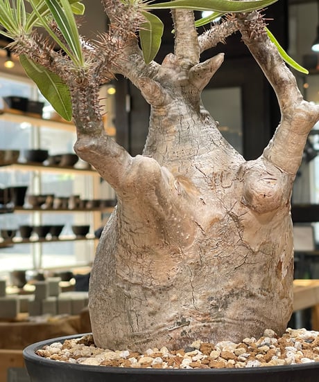 パキポディウム グラキリス　Pachypodium gracilius 　発根済　(gk-595)
