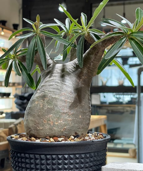パキポディウム グラキリス　Pachypodium gracilius 　発根済　(gk-586)