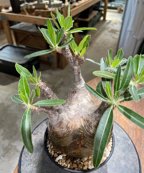 パキポディウム グラキリス　Pachypodium gracilius 　発根済　(gk-582)