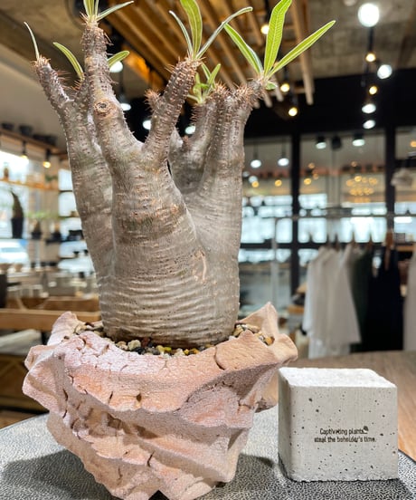 パキポディウム グラキリス　Pachypodium gracilius 　発根済　(gk-603) (鉢：LAVOR Ssize)