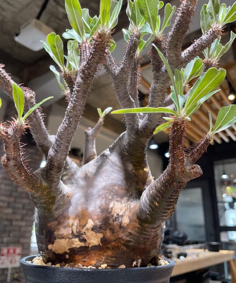 パキポディウム グラキリス　Pachypodium gracilius 　発根済　(gk-584)