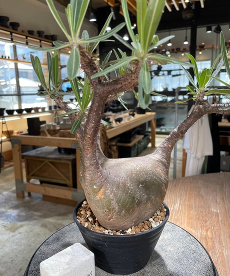パキポディウム グラキリス　Pachypodium gracilius 　発根済　(gk-598)