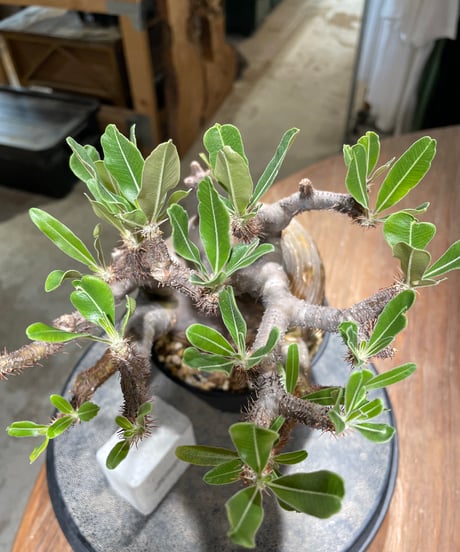 パキポディウム グラキリス　Pachypodium gracilius 　発根済　(gk-584)