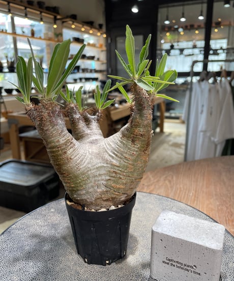 パキポディウム グラキリス　Pachypodium gracilius 　発根済　(gk-579)
