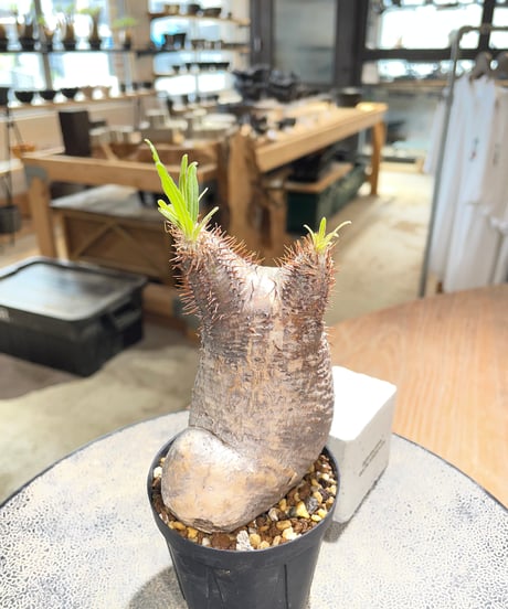 パキポディウム グラキリス　Pachypodium gracilius 　発根済　(gk-578)