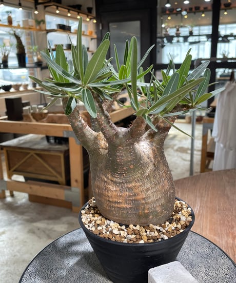 パキポディウム グラキリス　Pachypodium gracilius 　発根済　(gk-606)
