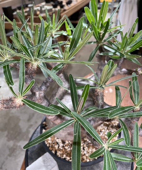 パキポディウム グラキリス　Pachypodium gracilius 　発根済　(gk-594)