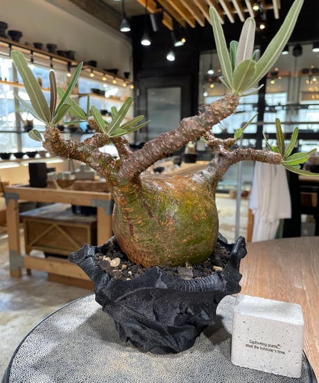 パキポディウム グラキリス　Pachypodium gracilius 　発根済　(gk-599)　(鉢：LAVOR　SMsize)