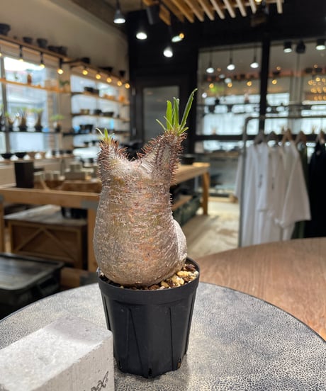 パキポディウム グラキリス　Pachypodium gracilius 　発根済　(gk-578)
