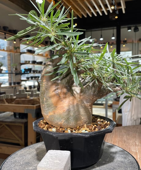 パキポディウム グラキリス　Pachypodium gracilius 　発根済　(gk-569)