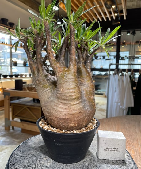 パキポディウム グラキリス　Pachypodium gracilius 　発根済　(gk-589)