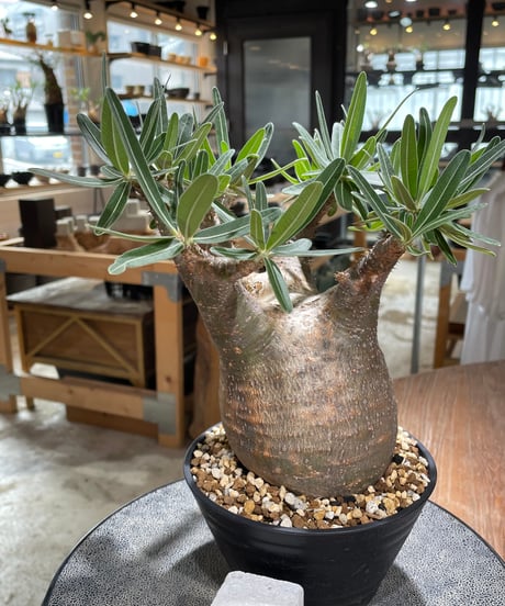 パキポディウム グラキリス　Pachypodium gracilius 　発根済　(gk-606)