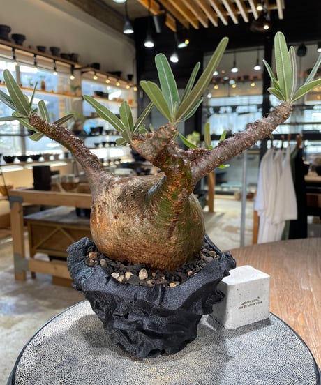 パキポディウム グラキリス　Pachypodium gracilius 　発根済　(gk-599)　(鉢：LAVOR　SMsize)