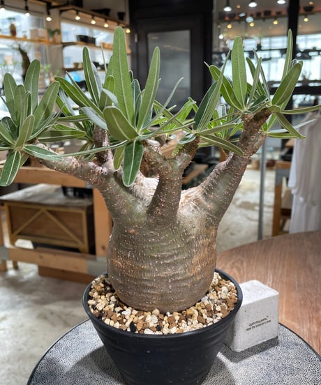 パキポディウム グラキリス　Pachypodium gracilius 　発根済　(gk-606)
