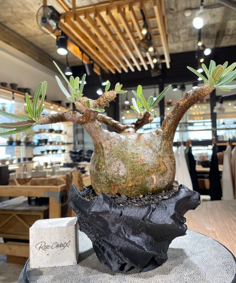 パキポディウム グラキリス　Pachypodium gracilius 　発根済　(gk-599)　(鉢：LAVOR　SMsize)