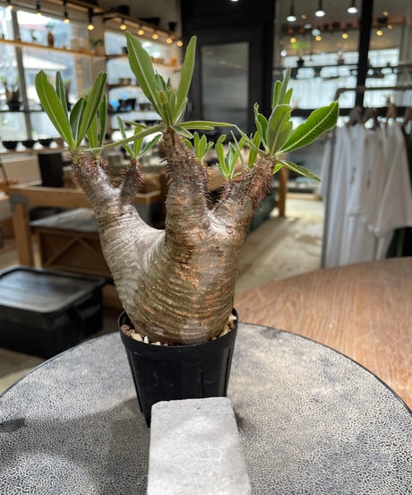 パキポディウム グラキリス　Pachypodium gracilius 　発根済　(gk-579)