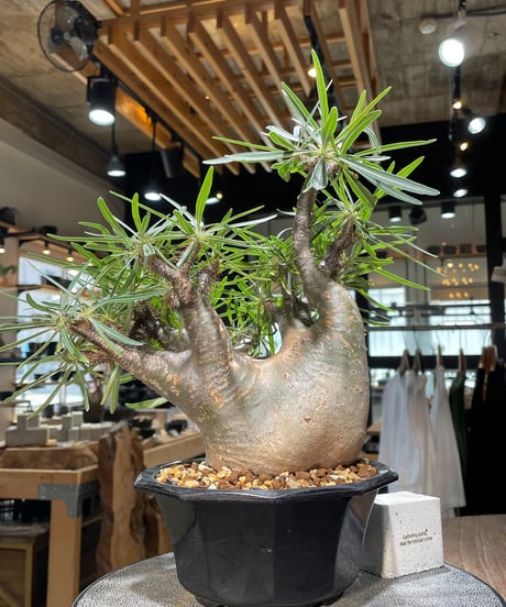 パキポディウム グラキリス　Pachypodium gracilius 　発根済　(gk-569)