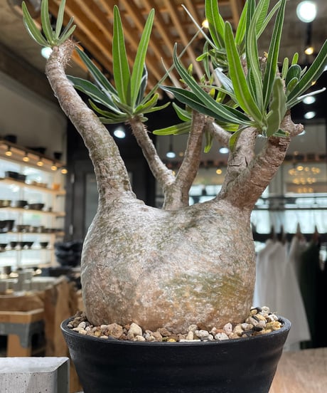 パキポディウム グラキリス　Pachypodium gracilius 　発根済　(gk-605)