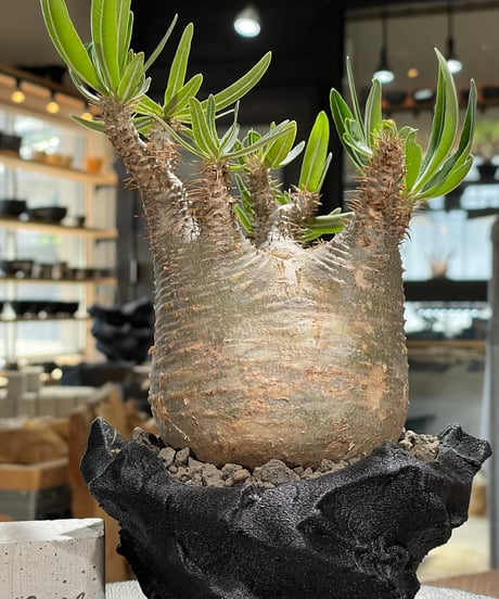 パキポディウム グラキリス　Pachypodium gracilius 　発根済　(gk-590)（鉢:LAVOR Ssize）
