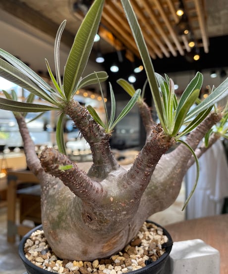 パキポディウム グラキリス　Pachypodium gracilius 　発根済　(gk-588)