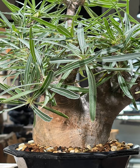 パキポディウム グラキリス　Pachypodium gracilius 　発根済　(gk-569)