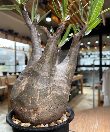 パキポディウム グラキリス　Pachypodium gracilius 　発根済　(gk-602)