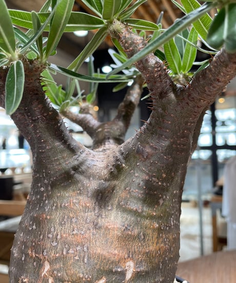 パキポディウム グラキリス　Pachypodium gracilius 　発根済　(gk-606)