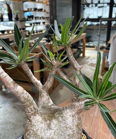 パキポディウム グラキリス　Pachypodium gracilius 　発根済　(gk-605)