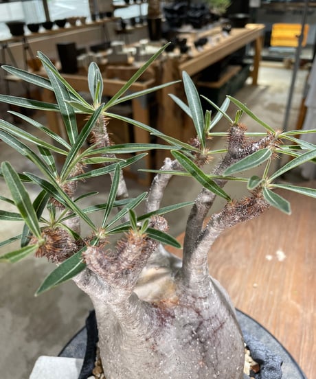 パキポディウム グラキリス　Pachypodium gracilius 　発根済　(gk-593)（鉢:LAVOR SMsize）