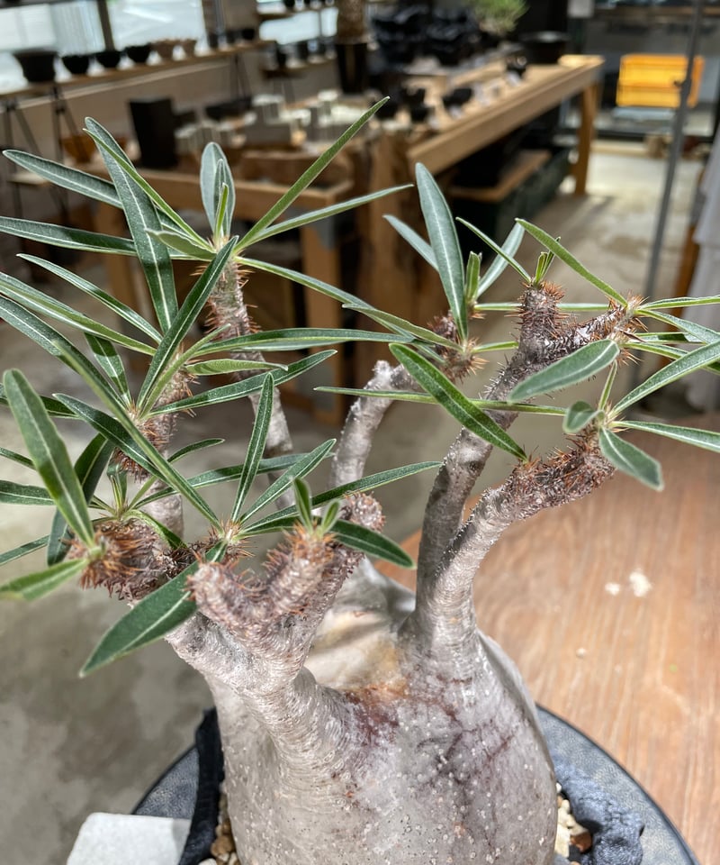 パキポディウム グラキリス Pachypodium gracilius 発根済 (gk-59