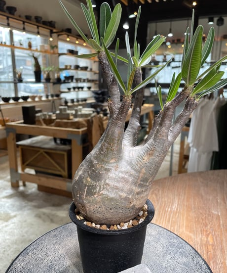 パキポディウム グラキリス　Pachypodium gracilius 　発根済　(gk-602)