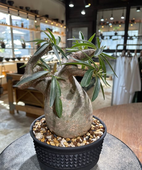 パキポディウム グラキリス　Pachypodium gracilius 　発根済　(gk-586)