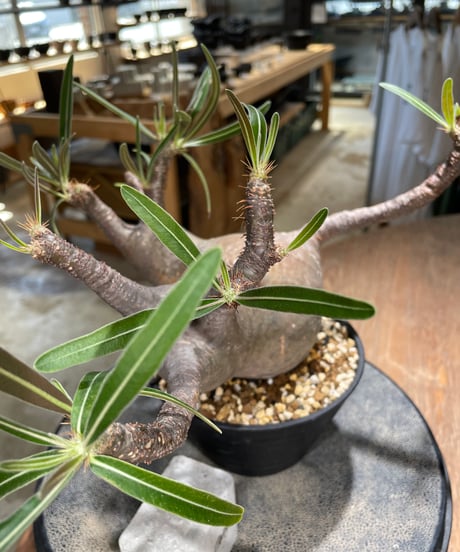 パキポディウム グラキリス　Pachypodium gracilius 　発根済　(gk-588)