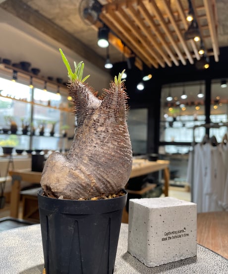 パキポディウム グラキリス　Pachypodium gracilius 　発根済　(gk-578)