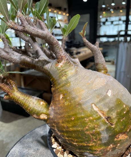 パキポディウム グラキリス　Pachypodium gracilius 　発根済　(gk-584)