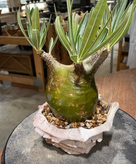 パキポディウム グラキリス　Pachypodium gracilius 　発根済　(gk-607) (鉢：LAVOR Ssize)