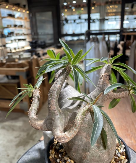 パキポディウム グラキリス　Pachypodium gracilius 　発根済　(gk-586)