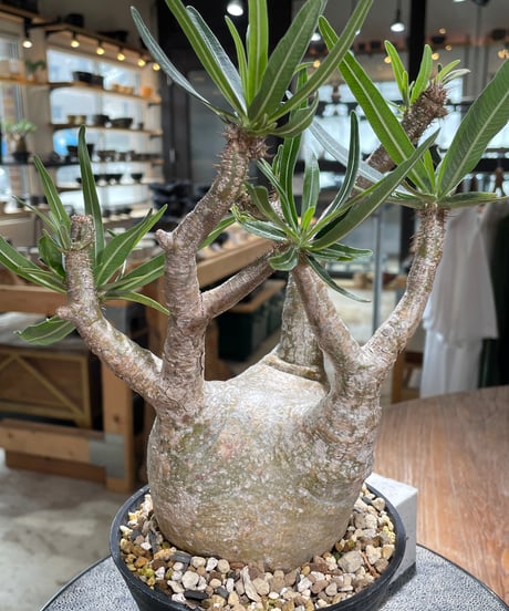 パキポディウム グラキリス　Pachypodium gracilius 　発根済　(gk-605)