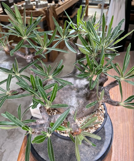 パキポディウム グラキリス　Pachypodium gracilius 　発根済　(gk-594)