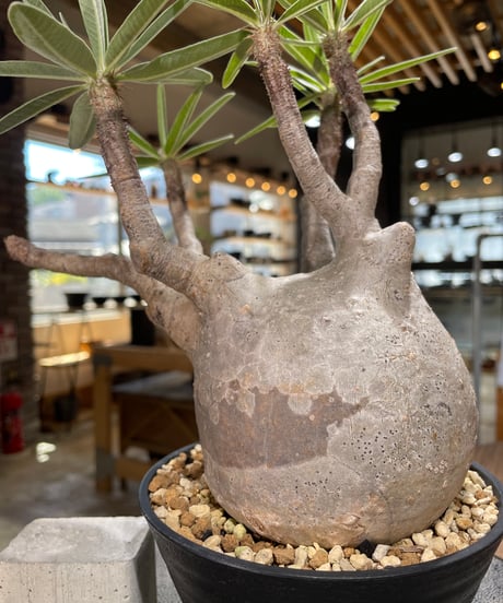 パキポディウム グラキリス　Pachypodium gracilius 　発根済　(gk-597)